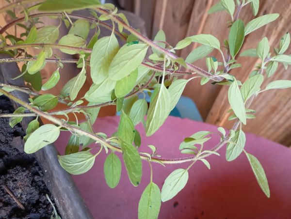 Identificação da planta Manjerona por foto