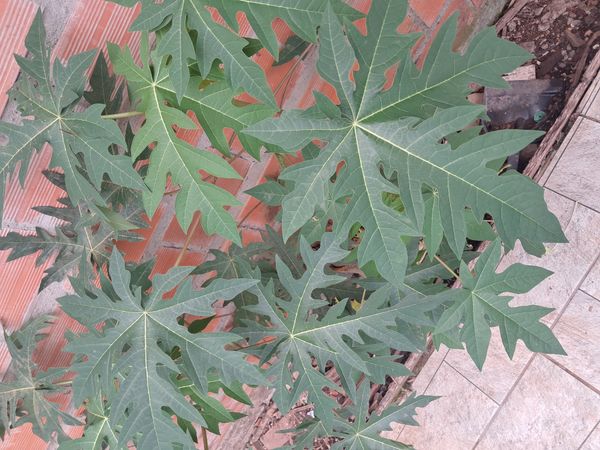 Identificação da planta Mamão por foto