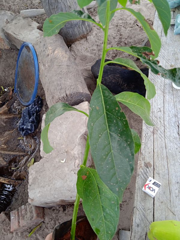 Identificação da planta Abacate por foto
