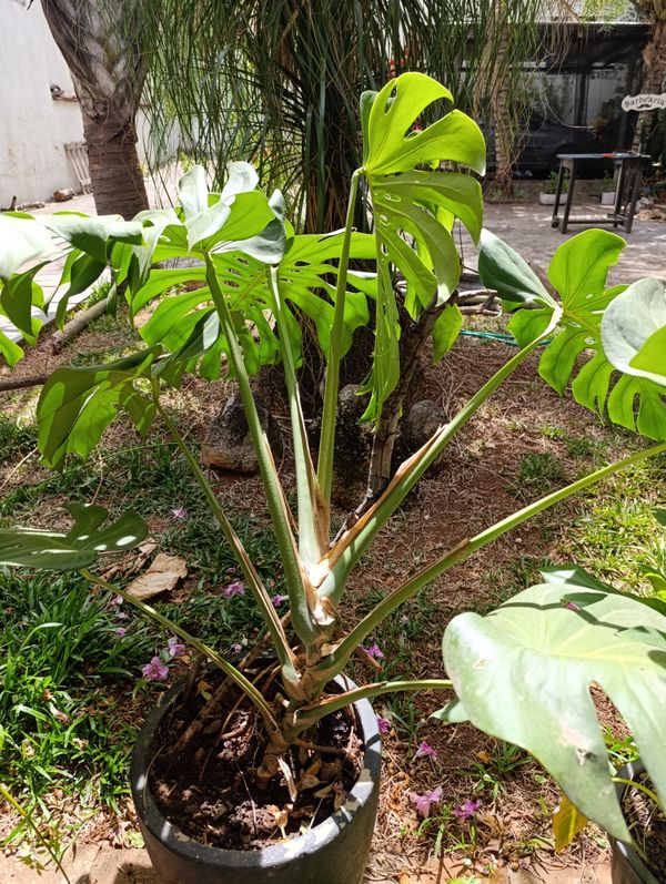Identificação da planta Costela-de-adão por foto
