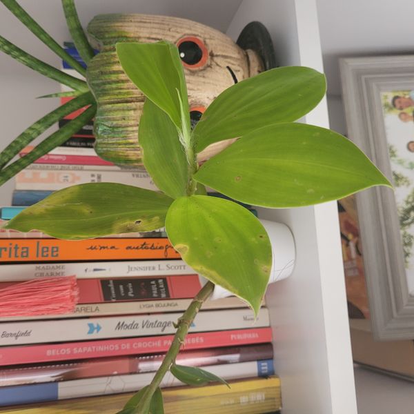 Identificação da planta Cana do Brejo por foto