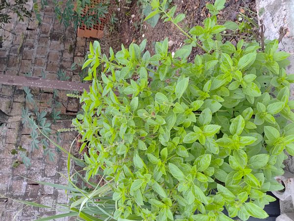 Identificação da planta Manjericão por foto