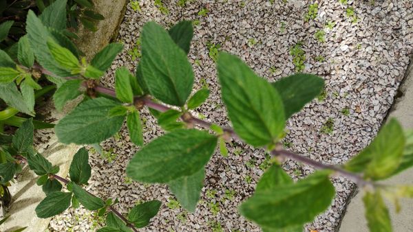 Identificação da planta Cidreira por foto