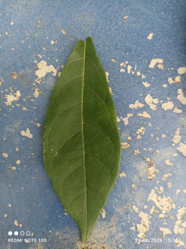 Identificação da planta Sem nome popular registrado por foto