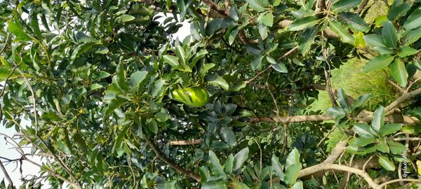 Identificação da planta Abacate por foto