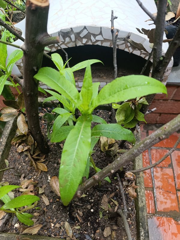 Identificação da planta níger por foto
