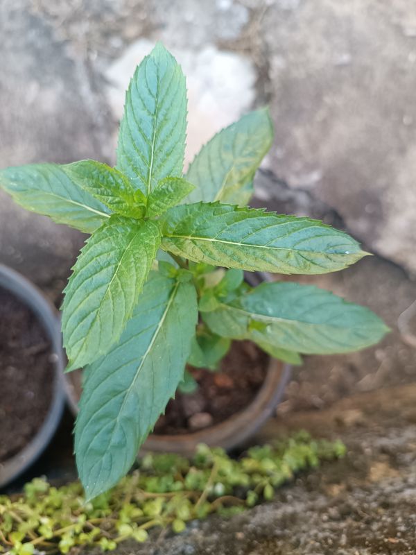 Identificação da planta Hortelã pimenta por foto