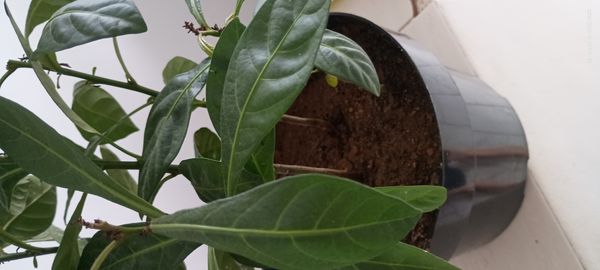 Identificação da planta Joá-de-capote por foto