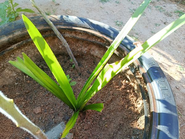 Identificação da planta Lírio Borboleta por foto
