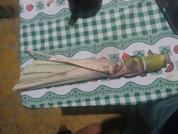 Identificação da planta Cana-de-açúcar por foto