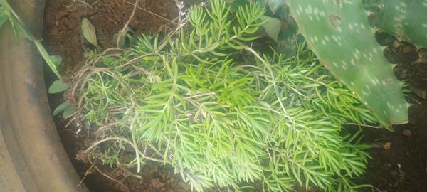 Identificação da planta Suculentas por foto