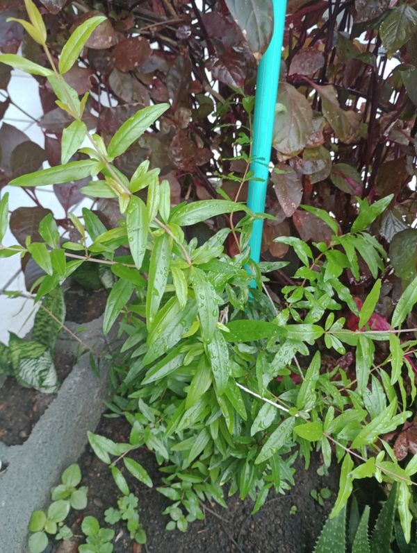 Identificação da planta Romã por foto