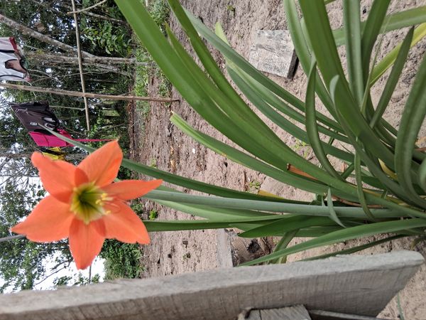 Identificação da planta Açucena por foto