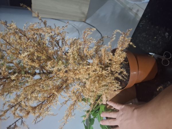 Identificação da planta Pinheiro por foto