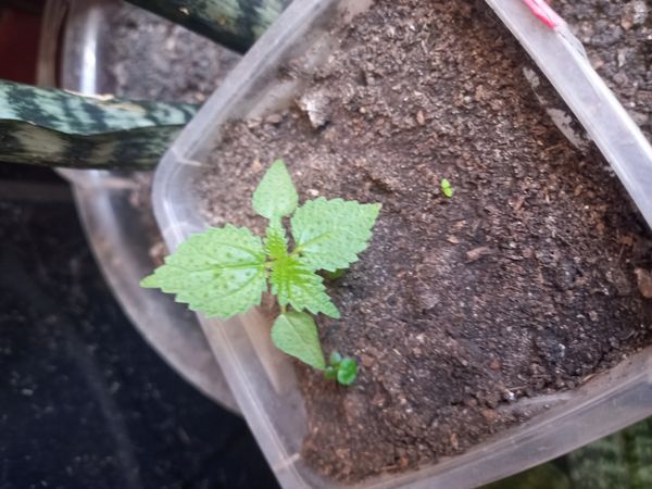 Identificação da planta Sem nome popular conhecido por foto