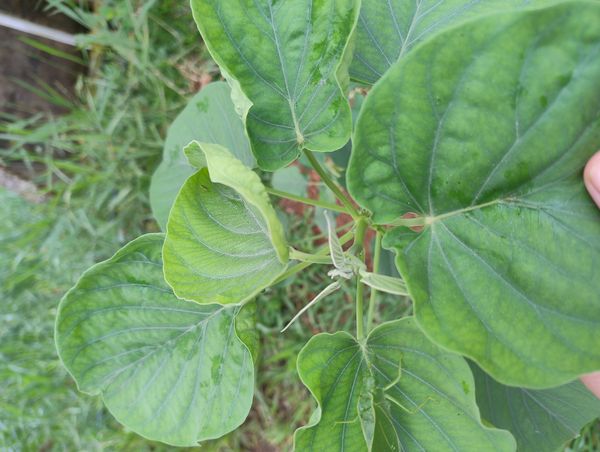 Identificação da planta Canudo-de-pito por foto