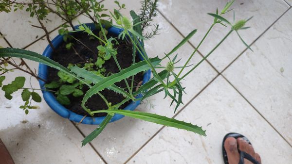 Identificação da planta Coentro verdadeiro por foto