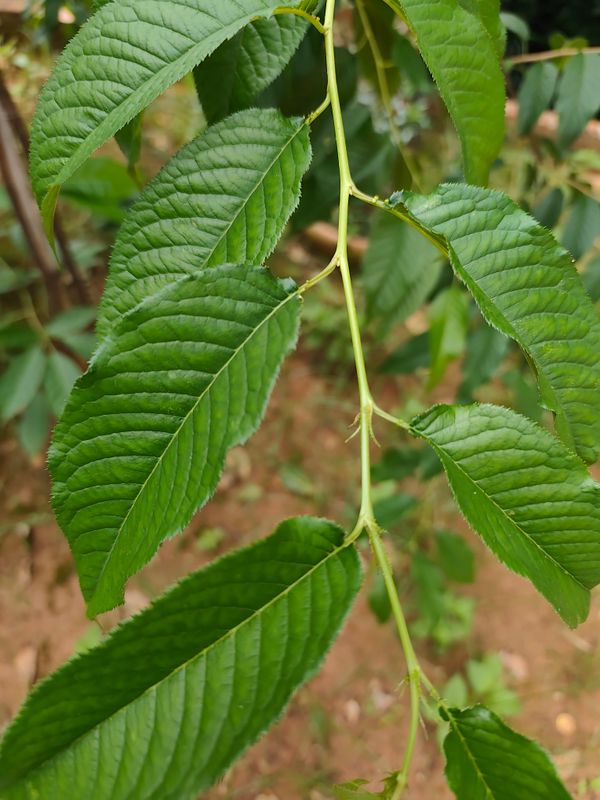 Identificação da planta olmo por foto
