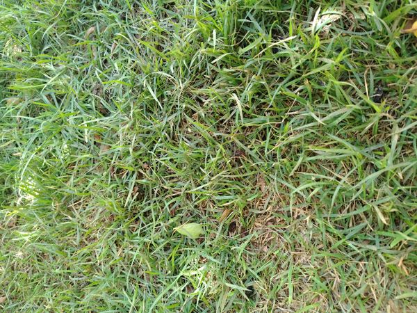 Identificação da planta Grama-bermuda por foto