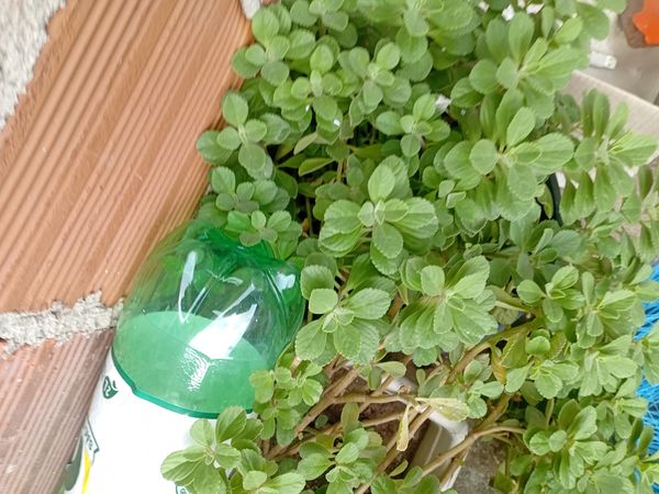 Identificação da planta Coração-roxo por foto