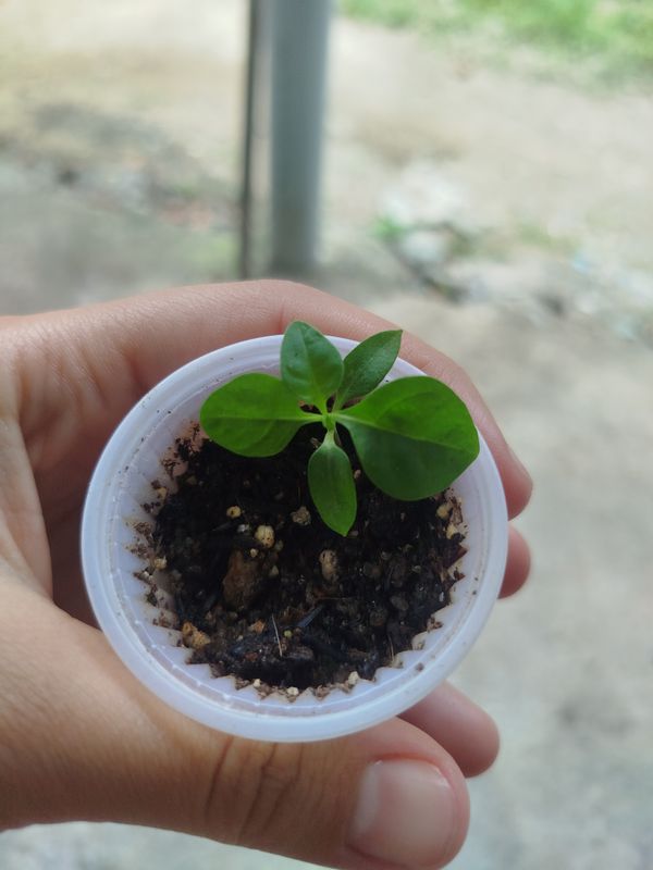 Identificação da planta Malagueta por foto