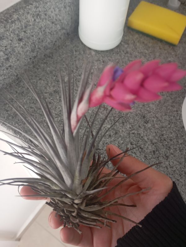 Identificação da planta Cravo-do-mato por foto