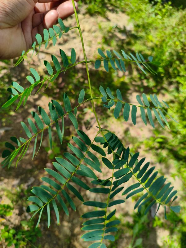 Identificação da planta Timbaúba por foto