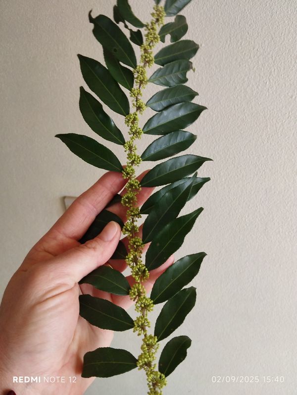 Identificação da planta Guaçatonga por foto