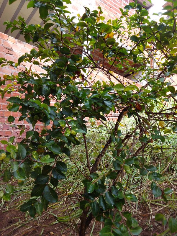 Identificação da planta Acerola por foto