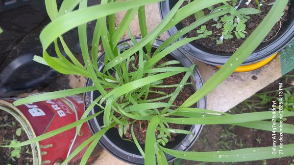 Identificação da planta Cebolinha-chinesa por foto