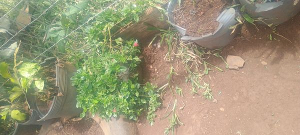 Identificação da planta Aptenia ou Rosinha-de-sol por foto