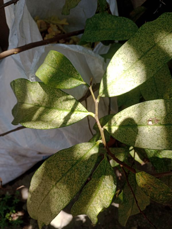 Identificação da planta Graviola por foto