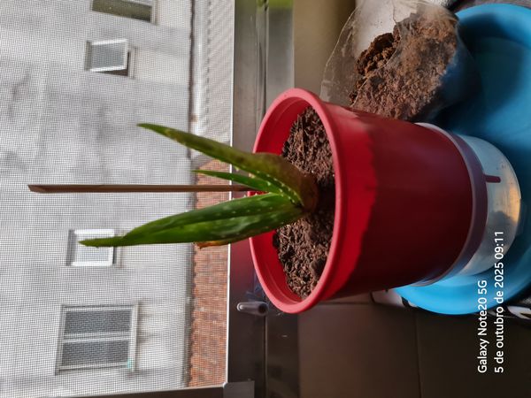 Identificação da planta Babosa por foto
