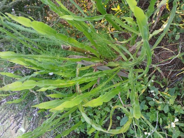 Identificação da planta Carqueja por foto