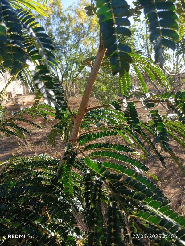 Identificação da planta Acácia chorona por foto