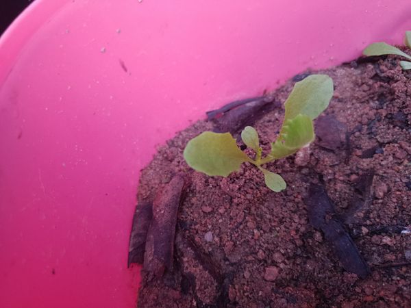 Identificação da planta Alface por foto