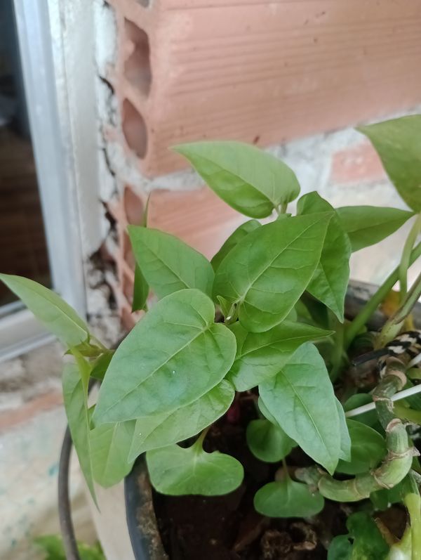 Identificação da planta Jalapa-de-jardim por foto