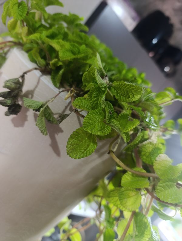 Identificação da planta Dinheiro em penca por foto