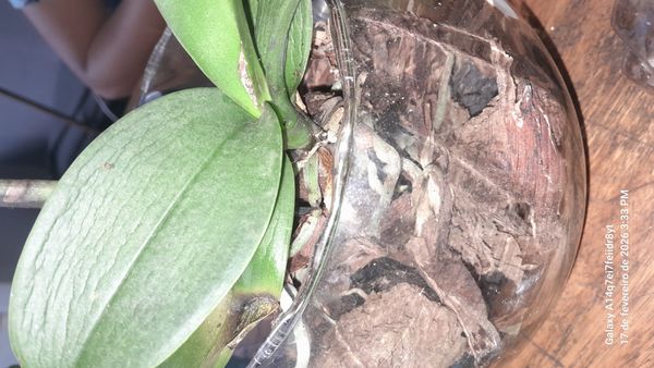 Identificação da planta Orquídea-Phalaenopsis por foto