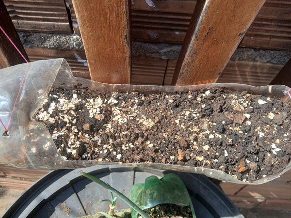 Identificação da planta Cebola por foto