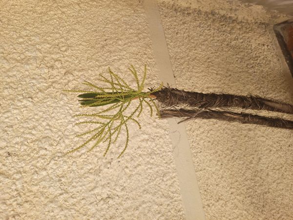 Identificação da planta Palmeira-ráfis por foto