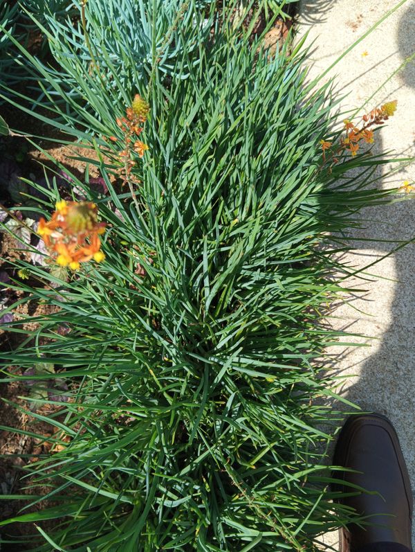 Identificação da planta Babosa por foto