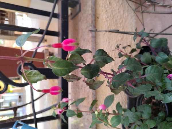 Identificação da planta Brinco-de-princesa por foto