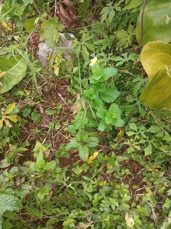 Identificação da planta Hortelã por foto