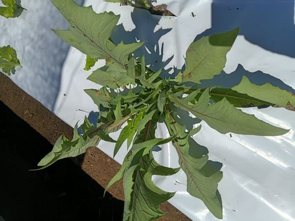 Identificação da planta Almeirão por foto