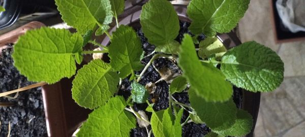 Identificação da planta Rábano por foto