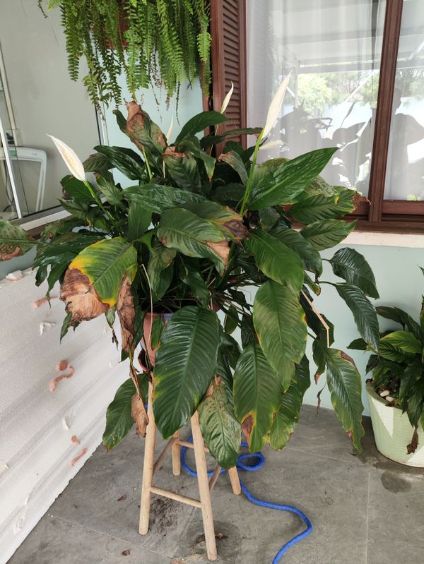 Identificação da planta Lírio da paz por foto