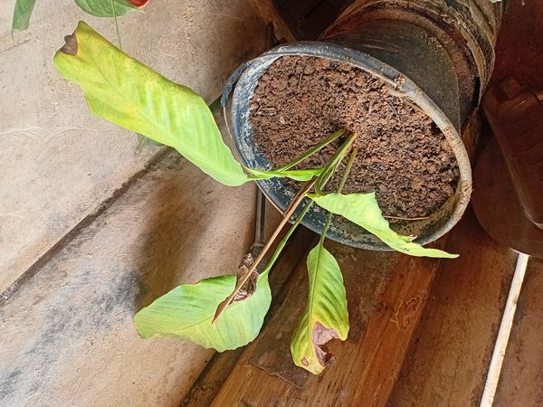 Identificação da planta Lírio da paz por foto