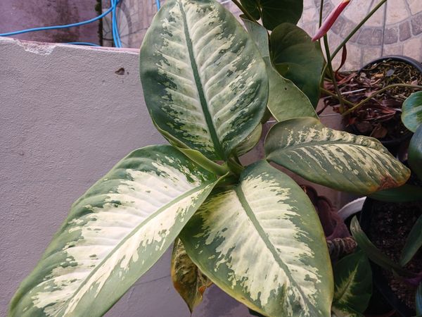 Identificação da planta Comigo-ninguém-pode por foto