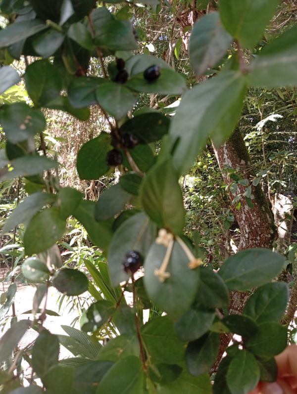 Identificação da planta Madressilva por foto